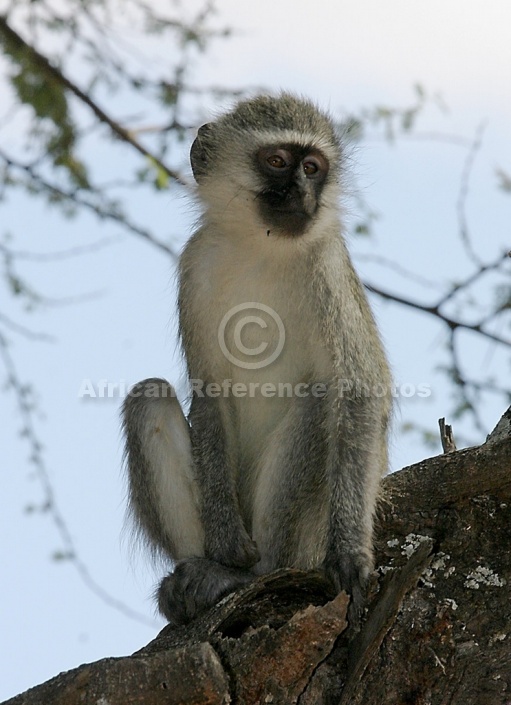 Vervet Monkey