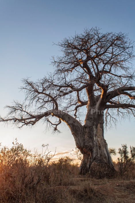 Baobab Tree Reference Image