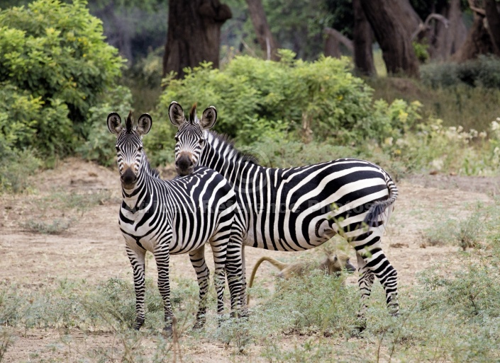 Zebra Mother with Juvenile