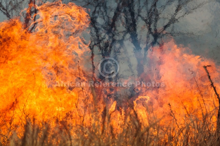 Bush Fire