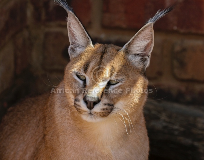 Caracal in Wildlife Centre