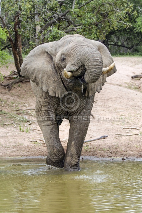 Elephant Drinking, Front-on View