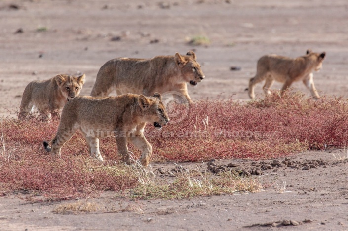 Young Lions Foursome