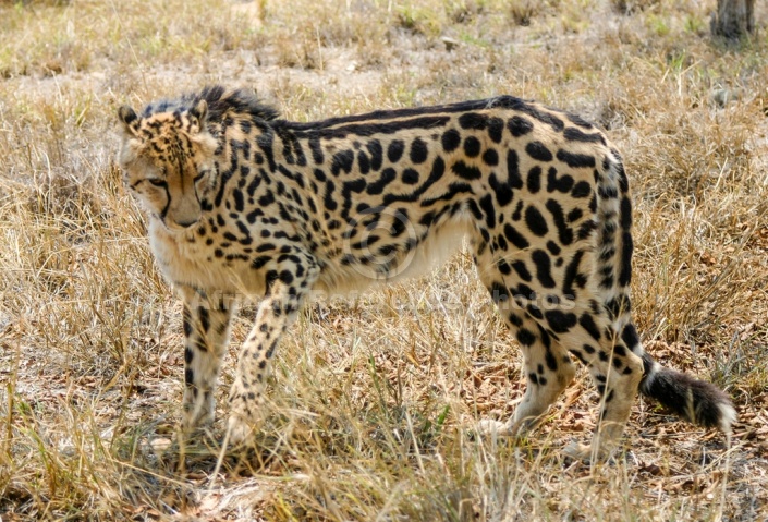 King Cheetah in Winter Grass