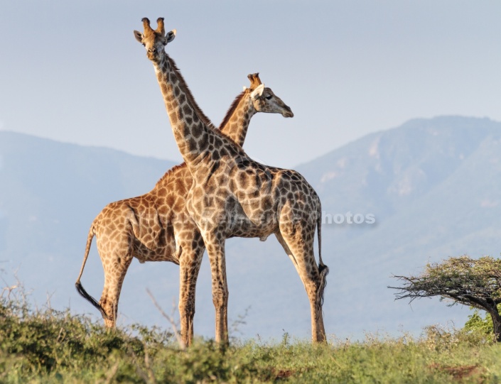 Giraffe Pair