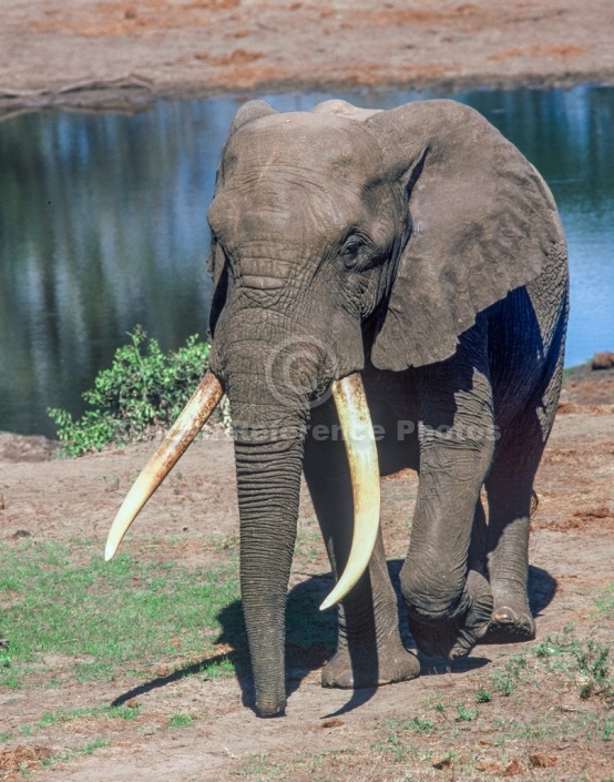 Elephant with Big Tusks