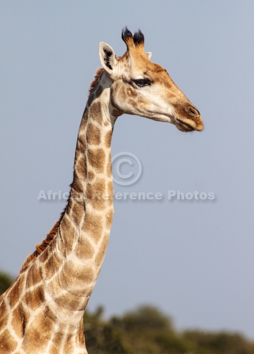 Giraffe Female