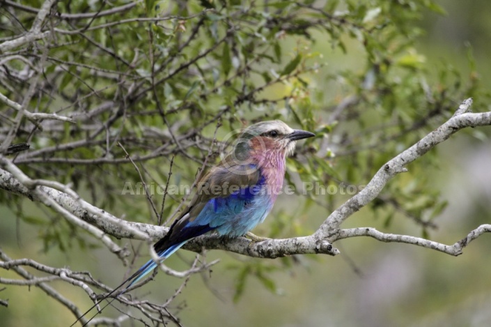 Lilac-breasted Roller