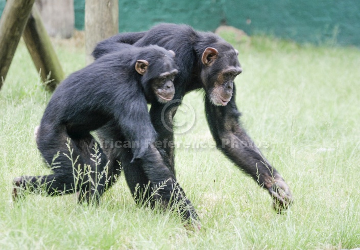 Captive Chimpanzee