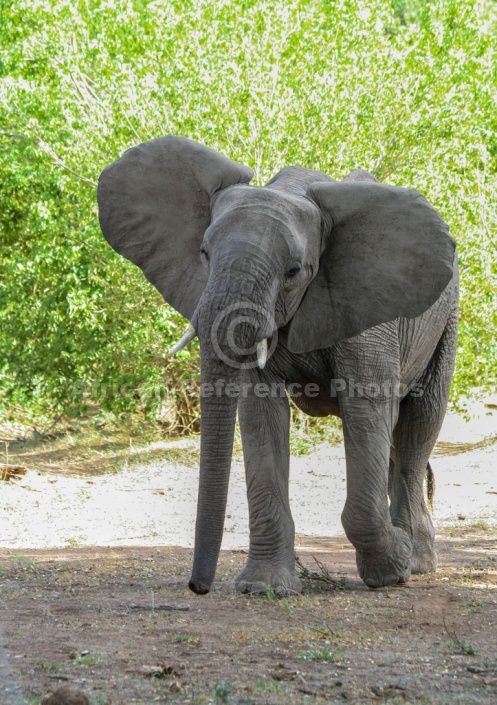 African Elephant with Head Cocked