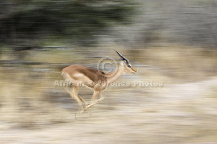 Young Impala Ram at Speed