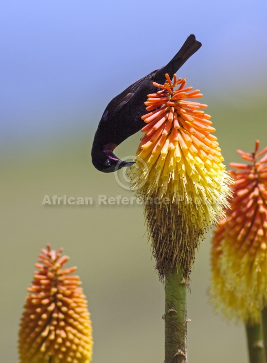 Amethyst Sunbird on Red Hot Poker