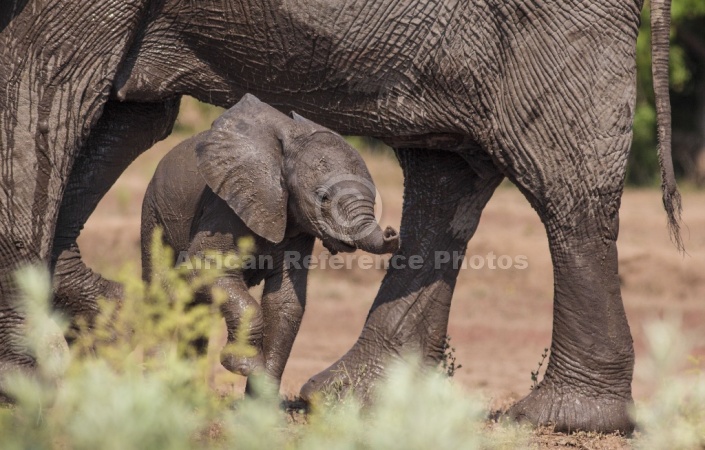 Elephant Baby Standing  Under Mother