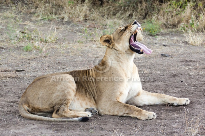 Lioness Lying Down, Yawning