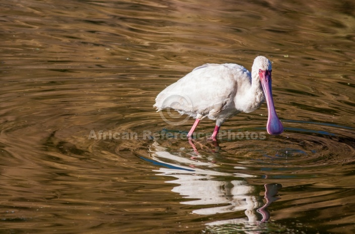 African Spoonbill on the Hunt