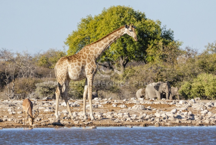 Giraffe at Waterhole, Side-on view