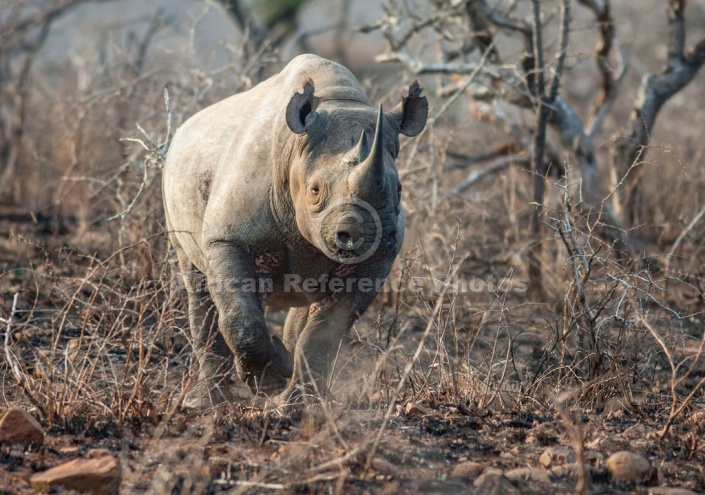 Black Rhino