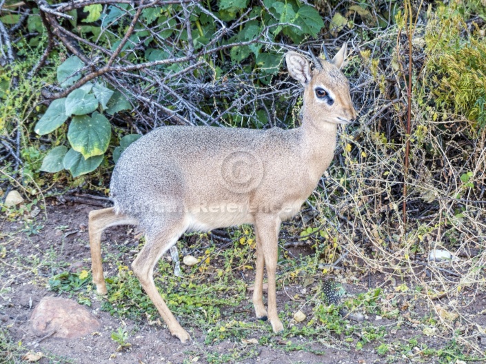 Damara Dik-Dik Male