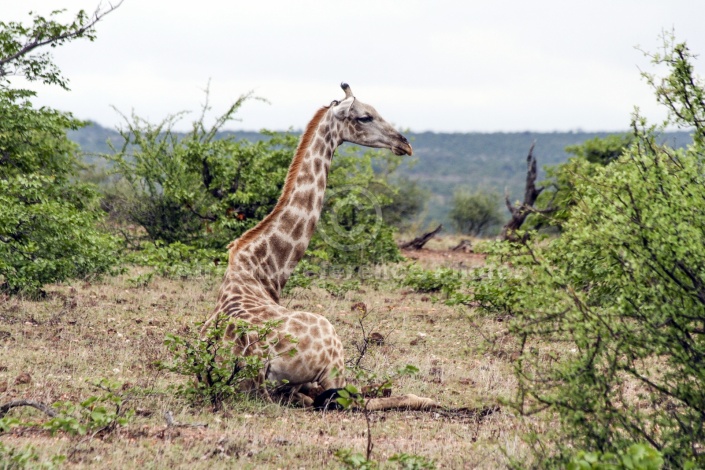 Giraffe Lying Down