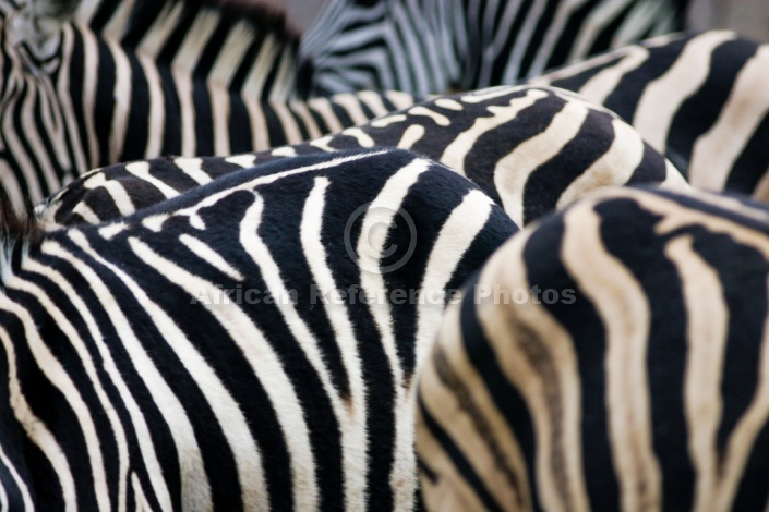 Zebra Group with Focus on Stripes
