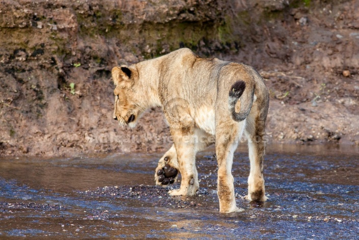 Young Lioness Crossing Shallow Water