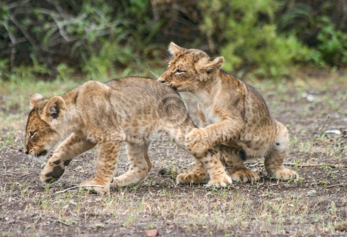 Lion Cub Nipping at Rump of Sibling