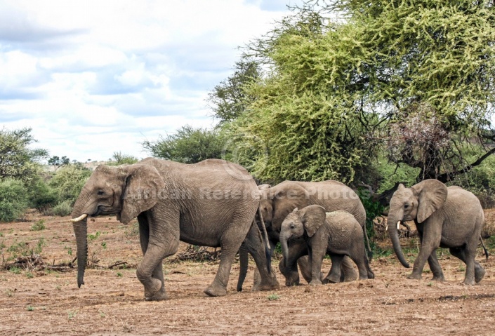 Elephant Family Group on the Move
