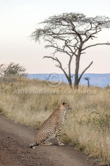 Male Cheetah at Dusk