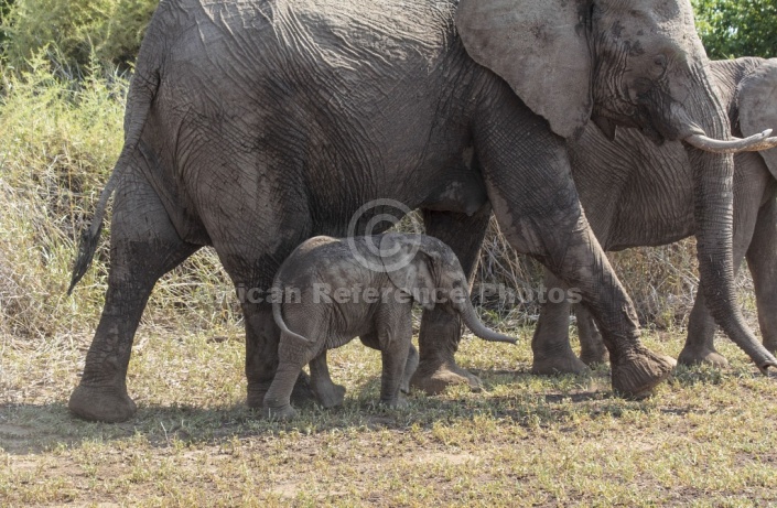 Elephant