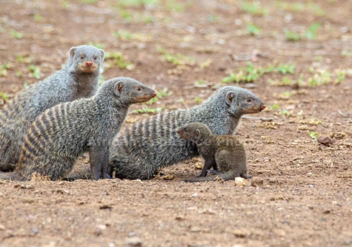 Banded Mongoose Family