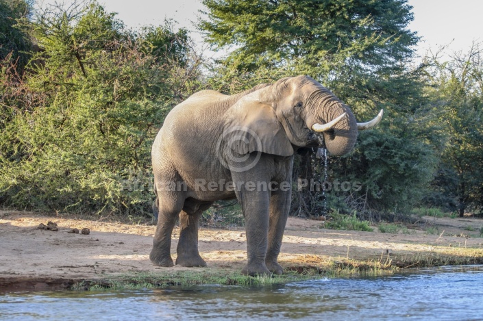 Elephant Drinking from Zambezi River