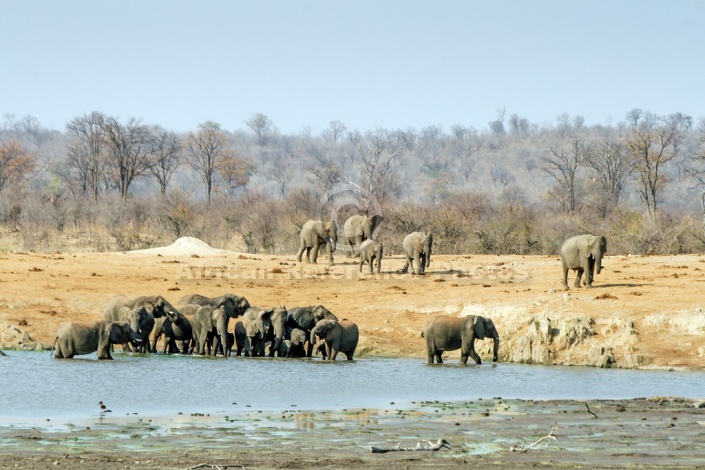Elephant Herd Drinking, Scenic View