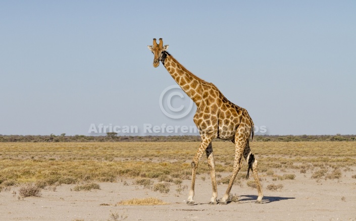 Giraffe Moving Across Open Plains