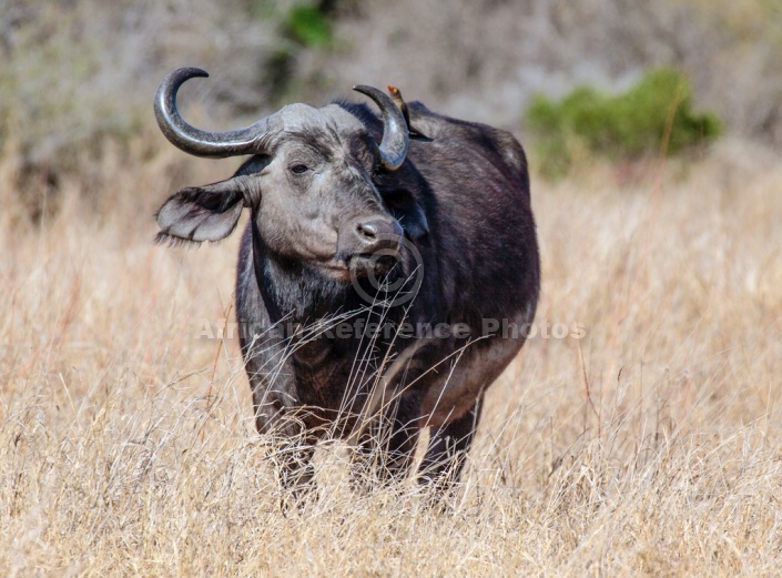 Buffalo Cow in Long Grass