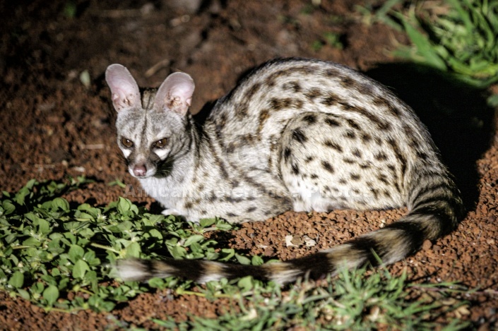 Small-spotted Genet