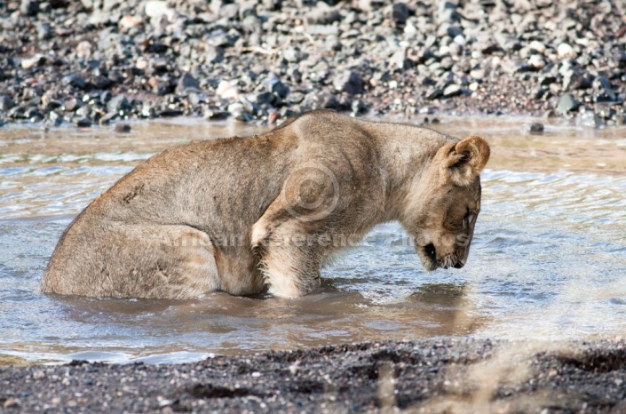 Young Lion Looking into Water