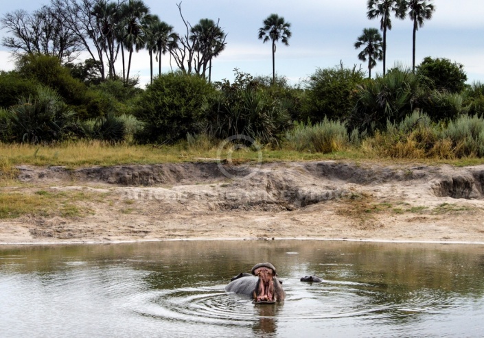 Hippo Pool, Moremi Game Reserve