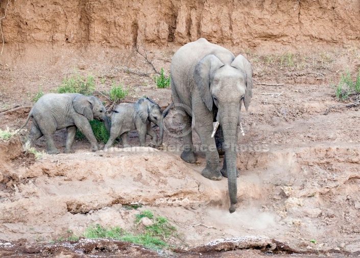 Elephant Female with Youngsters