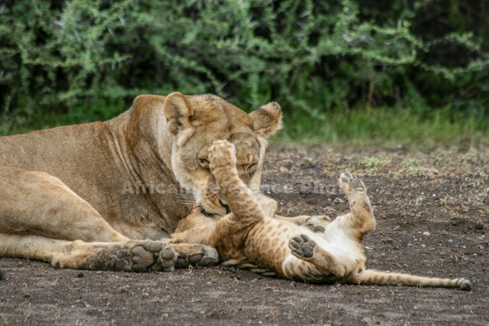 Lioness Nuzzles Cub