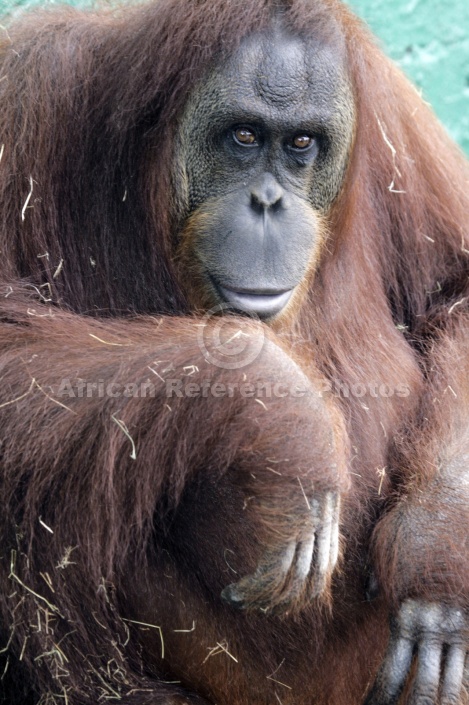 Captive Orangutan