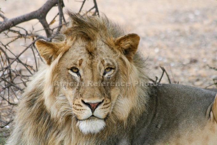 Lion Male Looking at Camera