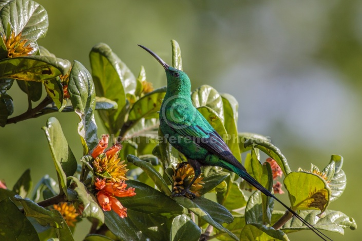 Malachite Sunbird on Wild Pomegranate