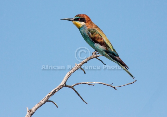 European Bee-eater on Twig, side-on view