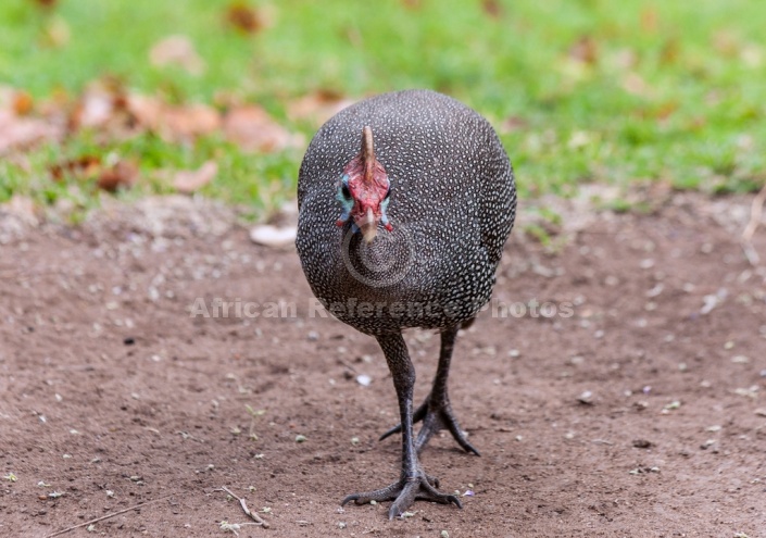 Helmeted Guineafowl, Front-on View