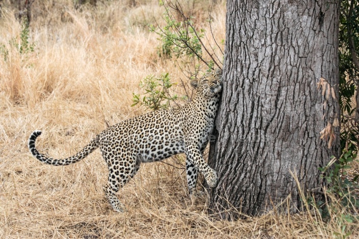 Leopard, Sabi Sand Game Reserve