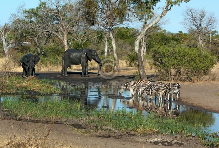 Zebra and elephants at waterhole