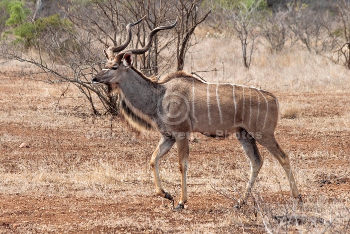 Kudu Bull Stepping Out