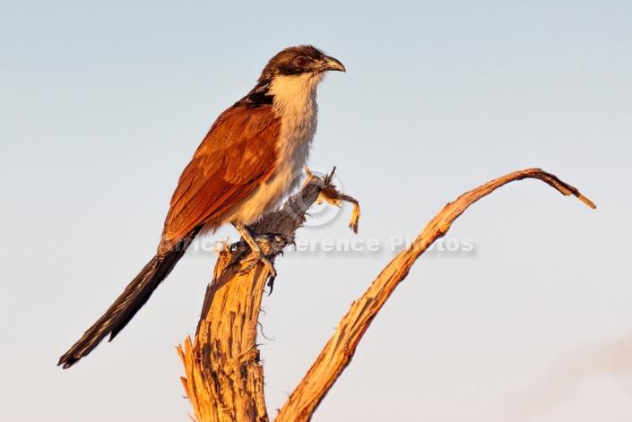 Burchell's Coucal on Tree Stump