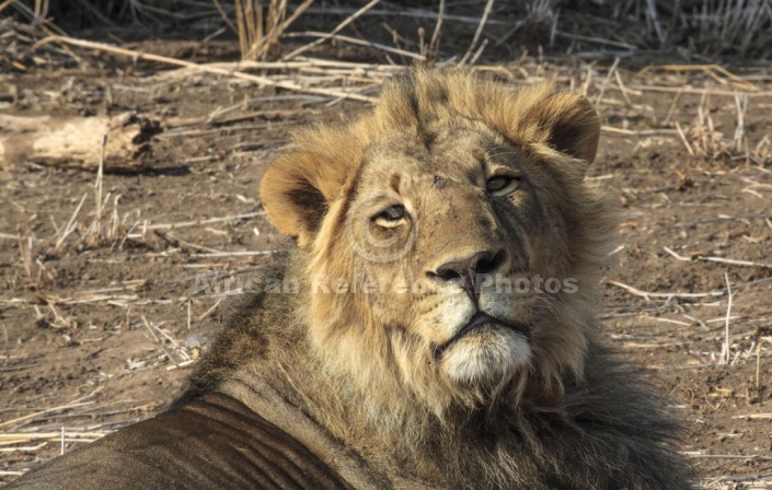 Male Lion