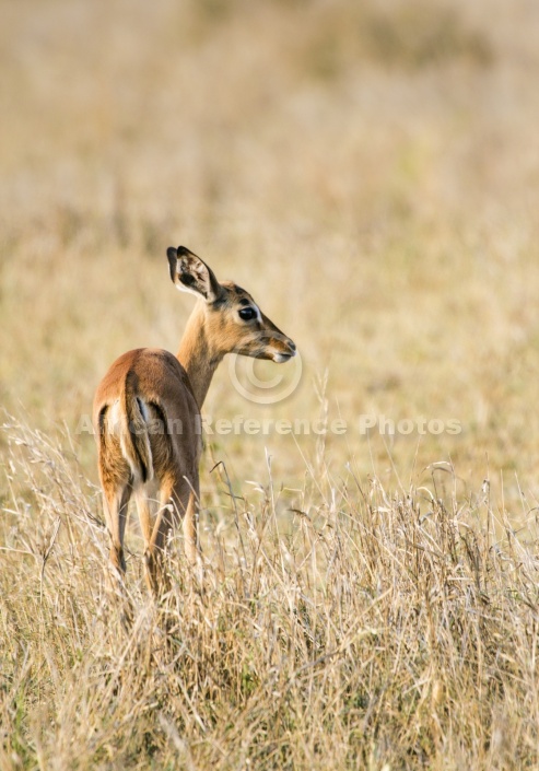 Impala Fawn